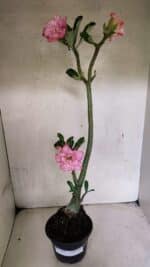 Planta Dobrada 3689 – 35cm – 03 anos - Imagem 2