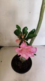 Planta Dobrada 3689 – 35cm – 03 anos - Imagem 4