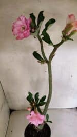 Planta Dobrada 3689 – 35cm – 03 anos - Imagem 8