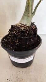 Planta Dobrada 3689 – 35cm – 03 anos - Imagem 7