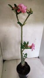 Planta Dobrada 3689 – 35cm – 03 anos - Imagem 6