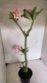 Planta Dobrada 3689 – 35cm – 03 anos - Imagem 5