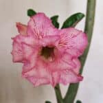 Planta Dobrada 3689 – 35cm – 03 anos