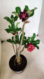 Planta Dobrada 3690 – 35cm – 03 anos - Imagem 2