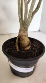 Planta Dobrada 3690 – 35cm – 03 anos - Imagem 8