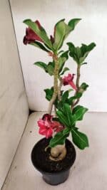 Planta Dobrada 3690 – 35cm – 03 anos - Imagem 5