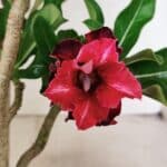 Planta Dobrada 3690 – 35cm – 03 anos