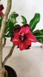 Planta Dobrada 3690 – 35cm – 03 anos