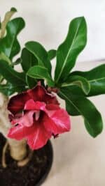 Planta Dobrada 3690 – 35cm – 03 anos - Imagem 4