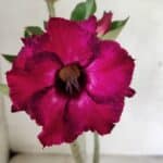 Planta Dobrada 3691 – 35cm – 03 anos