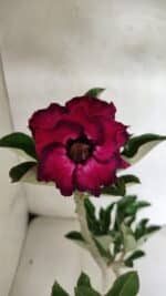 Planta Dobrada 3691 – 35cm – 03 anos - Imagem 4