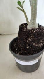 Planta Dobrada 3691 – 35cm – 03 anos - Imagem 7