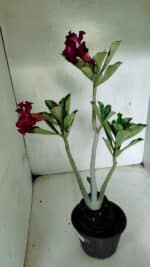Planta Dobrada 3691 – 35cm – 03 anos - Imagem 6