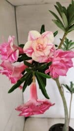 Planta Dobrada 3692 – 35cm – 03 anos