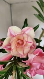 Planta Dobrada 3692 – 35cm – 03 anos - Imagem 3