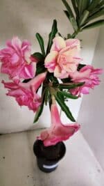 Planta Dobrada 3692 – 35cm – 03 anos - Imagem 5