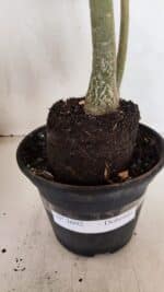 Planta Dobrada 3692 – 35cm – 03 anos - Imagem 8