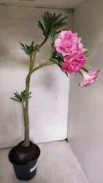 Planta Dobrada 3692 – 35cm – 03 anos - Imagem 7