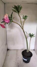 Planta Dobrada 3692 – 35cm – 03 anos - Imagem 6