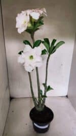 Planta Dobrada 3693 – 35cm – 03 anos - Imagem 2