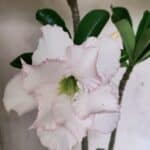 Planta Dobrada 3693 – 35cm – 03 anos