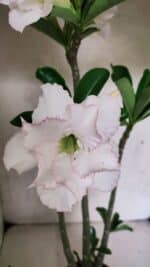 Planta Dobrada 3693 – 35cm – 03 anos