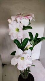 Planta Dobrada 3693 – 35cm – 03 anos - Imagem 4