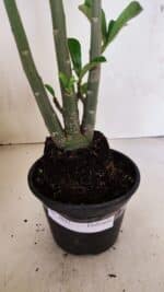 Planta Dobrada 3693 – 35cm – 03 anos - Imagem 7