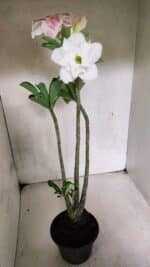 Planta Dobrada 3693 – 35cm – 03 anos - Imagem 6