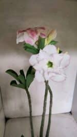 Planta Dobrada 3693 – 35cm – 03 anos - Imagem 5