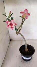 Planta Dobrada 3694 – 30cm – 02 anos - Imagem 2