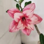 Planta Dobrada 3694 – 30cm – 02 anos