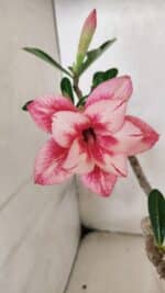 Planta Dobrada 3694 – 30cm – 02 anos