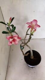 Planta Dobrada 3694 – 30cm – 02 anos - Imagem 6