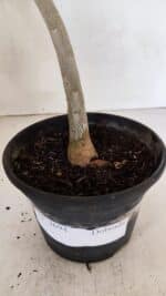 Planta Dobrada 3694 – 30cm – 02 anos - Imagem 5