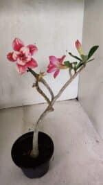 Planta Dobrada 3694 – 30cm – 02 anos - Imagem 4