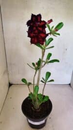 Planta Dobrada 3695 – 35cm – 03 anos - Imagem 2