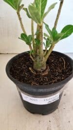 Planta Dobrada 3695 – 35cm – 03 anos - Imagem 6