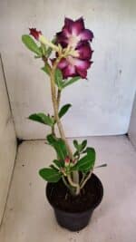 Planta Dobrada 3695 – 35cm – 03 anos - Imagem 5