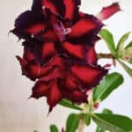 Planta Dobrada 3695 – 35cm – 03 anos