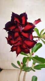 Planta Dobrada 3695 – 35cm – 03 anos