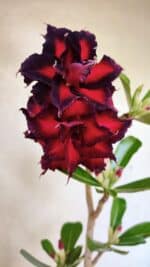 Planta Dobrada 3695 – 35cm – 03 anos - Imagem 3