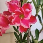 Planta Dobrada 3696 – 30cm – 02 anos