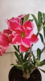 Planta Dobrada 3696 – 30cm – 02 anos