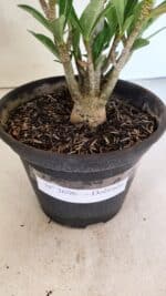 Planta Dobrada 3696 – 30cm – 02 anos - Imagem 7