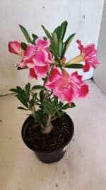 Planta Dobrada 3696 – 30cm – 02 anos - Imagem 5