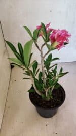 Planta Dobrada 3696 – 30cm – 02 anos - Imagem 6