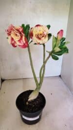 Planta Dobrada 3697 – 35cm – 03 anos - Imagem 2