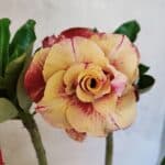 Planta Dobrada 3697 – 35cm – 03 anos