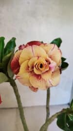 Planta Dobrada 3697 – 35cm – 03 anos